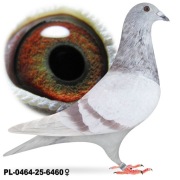 Samica 100 % Prange Linia 261 x 555 Płowa 