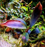 Zwariowałem Bucephalandra. Bucka. Bucephalandre rózne. Mniej listków