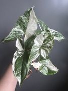 Syngonium Emerald Gem - pędówka