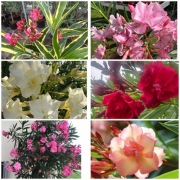 Sadzonki oleandrów o pełnych pachnących kwiatach