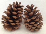 Szyszki duże sosnowe sosna żółta 8-9 cm, 27 szt.