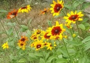Rudbekia 3szt-10zł. ( do niedzieli 3,05)