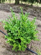 Bukszpan wiecznie zielony krzewy na żywopłot do formowania kul