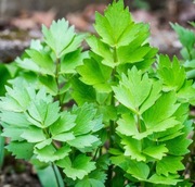 Lubczyk Ogrodowy ACHE