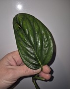 Monstera karsteranium