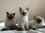 Kot brytyjski krótkowłosy 