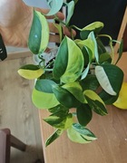 Scindapsus Jade Satin var.