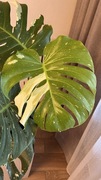 Monstera Thai Constelation 