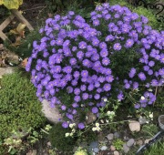 Aster krzaczasty MARCINEK sadzonki