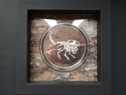 Protoceratops, srebrna moneta Mongolia, 3 oz Ag