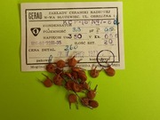 Kondensator ceramiczny 3,3pF /350V Cerad Kpl - 5szt