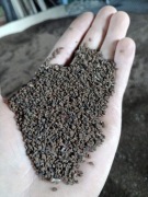 Nasiona facelii idealne na poplon