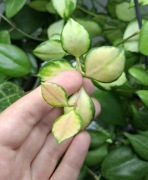 Hoya heuschkeliana variegata 