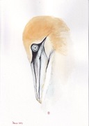 GŁUPTAK  autorska akwarela A4