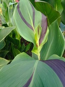 Canna paciorecznik Cleopatra i wiele innych odmian kłącza I nasionka 2025