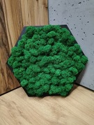 Mech chrobotek fiński PREMIUM heksagon obraz panel