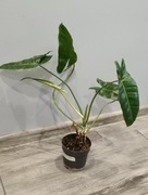 Philodendron paraiso verde