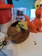 Gekon orzęsiony z terrarium