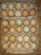 Jajka kurze mogą być jako legowe