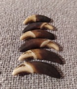Naturalny ząb kieł amulet beż 