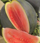 Sadzonki arbuz kawon