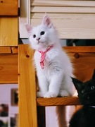 Piękne kocięta Maine Coon 