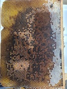 Pyłek kwiatowy, pierzga , cała ramka