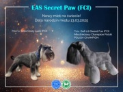 Sznaucer miniaturowy ZKwP FCI