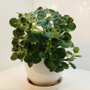 Aichryson laxum „ Tree of love”