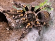 Grammostola Pulchripes L4 ptasznik pająk 