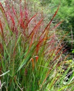 Proso rózgowate Shenandoah