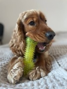 Reproduktor Cocker Spaniel Angielski, Krycie