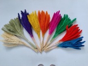 Suszone rośliny włośnica trawa zboże owies len pszenżyto