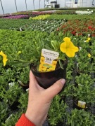 Million Bells - Unique Golden Yellow 