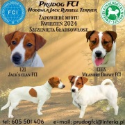 Jack Russell Terrier FCI / ZKwP zapowiedź miotu 