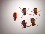 Zestaw pięciu żuków do wędkarstwa muchowego