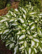 Funkia Hosta (sadzonka)