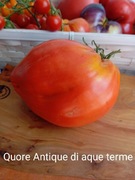 Pomidor  Quore Antique di aque terme kolekcjonerski 