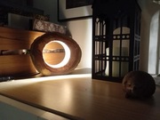 Lampka led klimat loft pieniek jabłoni