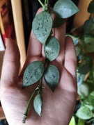 Hoya Eskimo szczepka