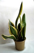 Sansevieria sansewieria wężownica Futura superba
