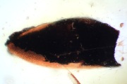Bursztyn inkluzja łuska rośliny z Eocenu 40 mln lat Baltic amber