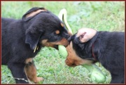 Rottweiler - szczenięta z rodowodem ZKwP / FCI 