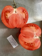 Pomidor Sylwan Gaume kolekcjonerskie nasiona