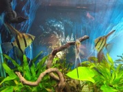 Skalar manacapuru dojrzałe osobniki