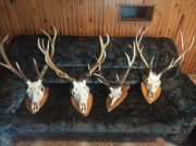 Poroża: jeleń , kozioł , szable i fajki dzika