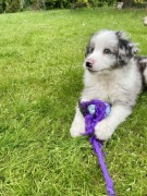 Border Collie pies / piesek / FCI / ZkWP