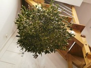 Jemioła Bożonarodzeniowa Żywa świąteczne  kule jemioły z dostawą do świąt 