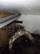 Acanthoscurria geniculata  7.5DC