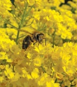 Smagliczka skalna (Aurinia saxatilis) miododajna - (5szt)
